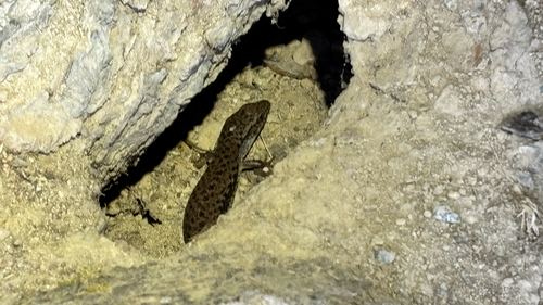 Northern Alligator Lizard