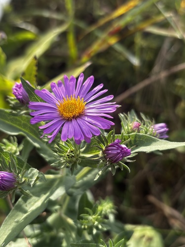 New England aster
