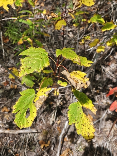 Rocky Mountain maple