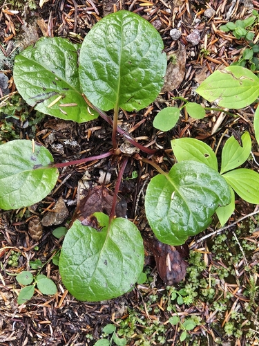 bog wintergreen