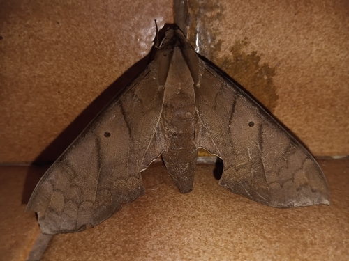 Darceta Sphinx