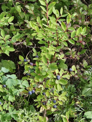 Oval-leaf Blueberry