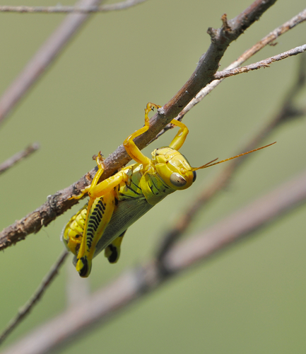 Differential Grasshopper