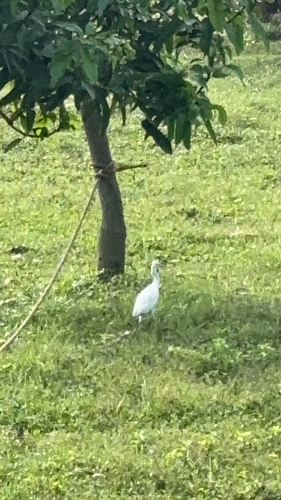 Eastern Cattle-Egret