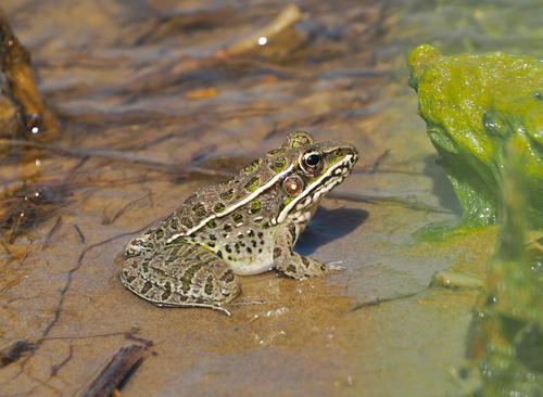 Plains Leopard Frog