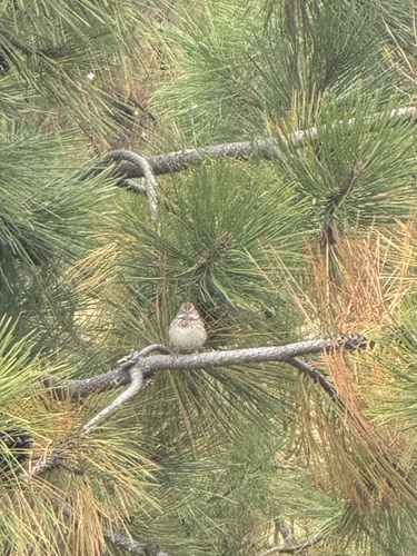 Vesper Sparrow