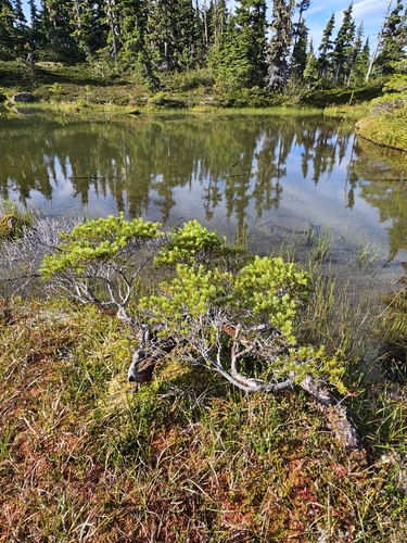 mountain hemlock