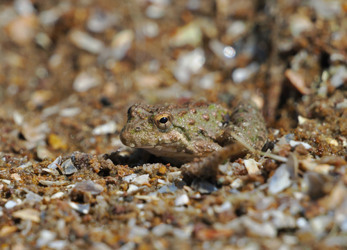 Blanchard's Cricket Frog