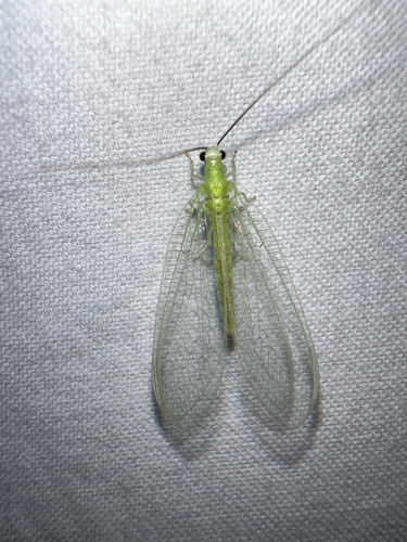 Black-horned Green Lacewing