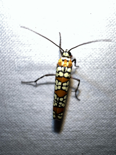 Ailanthus Webworm Moth