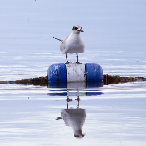 Forster's Tern