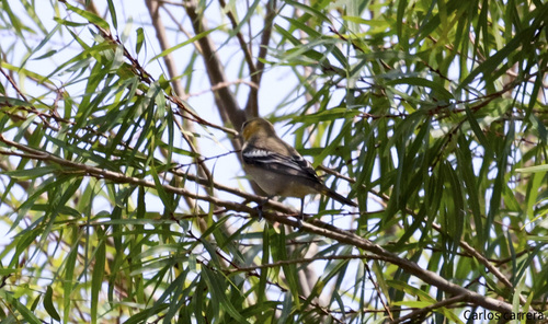 Calandria Cejas Naranjas