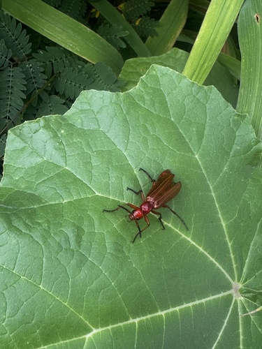 Flat-horned Ground Beetles