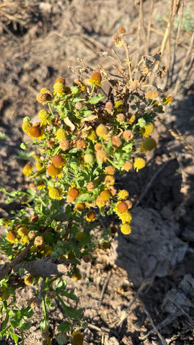 Smallhead Sneezeweed