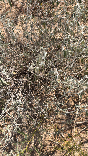 grassland croton