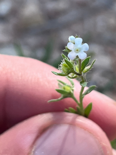 Flatspine Stickseed