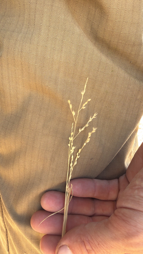 hall panicum