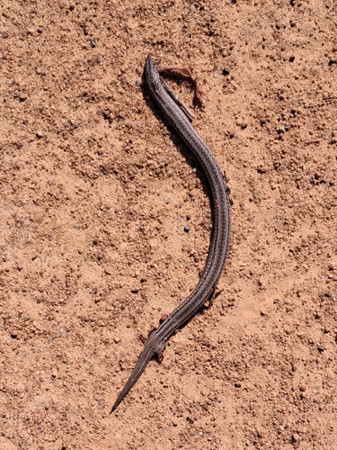 Burton's Legless Lizard