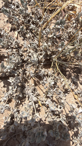 Shrubby Tiquilia