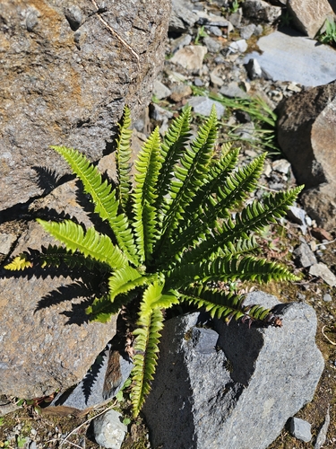 northern holly fern