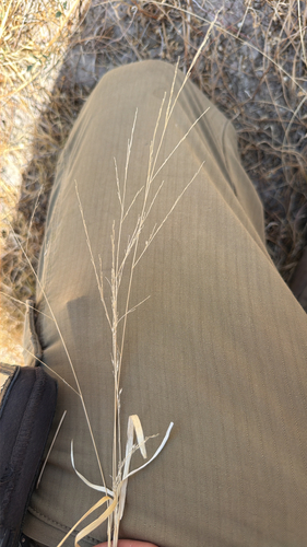 hall panicum