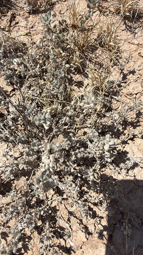 Shrubby Tiquilia