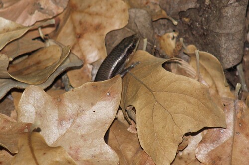 Four-lined Skink