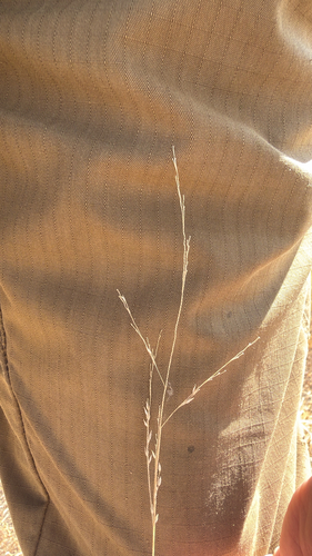hall panicum
