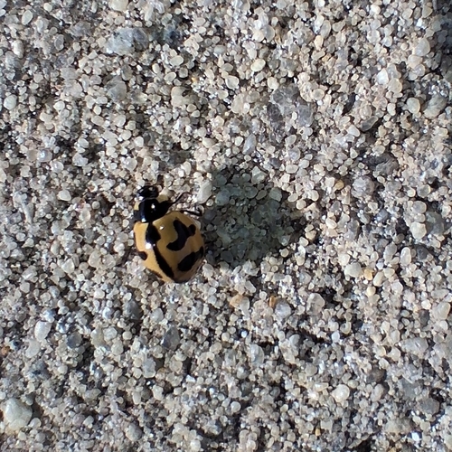 Small Transverse Ladybird Beetle