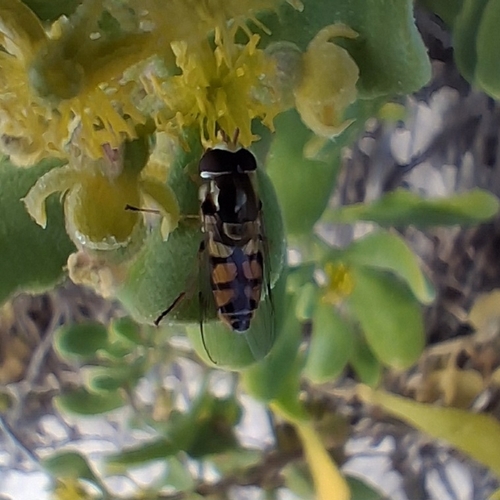 Yellow-shouldered Stout Hover Fly