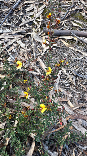 Showy Bossiaea