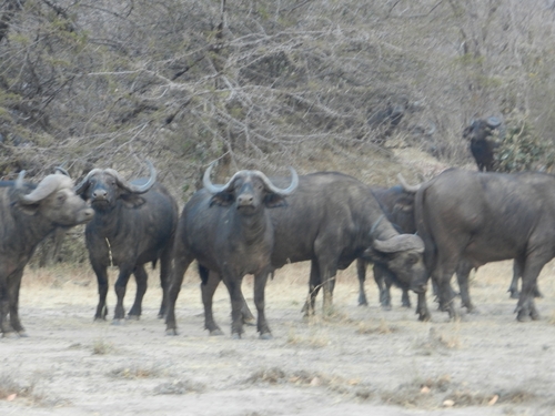 Cape Buffalo