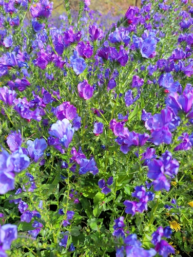 purple viper's-bugloss