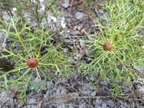 Horny Cone-bush