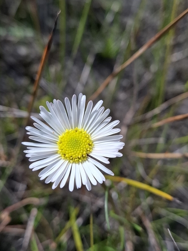 swamp daisy