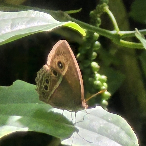 Dark-branded Bushbrown