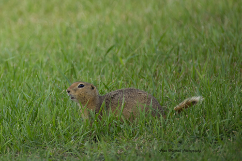 Richardson's Ground Squirrel