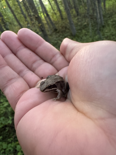 Wood Frog