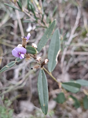 common hovea