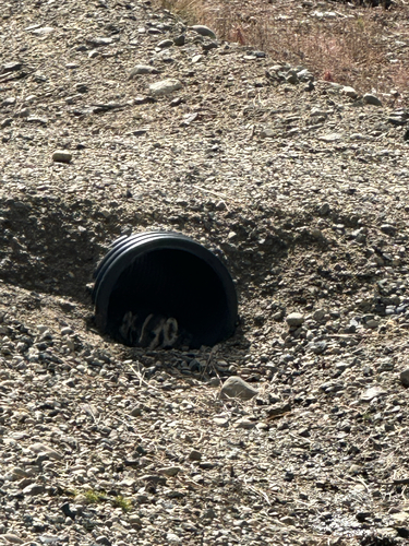 American Badger