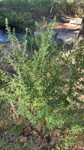 Chinese bushclover