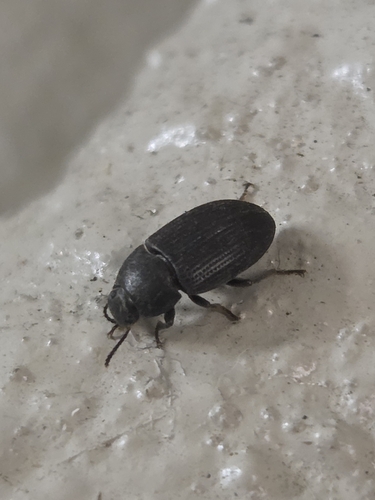 Blapstinus fortis