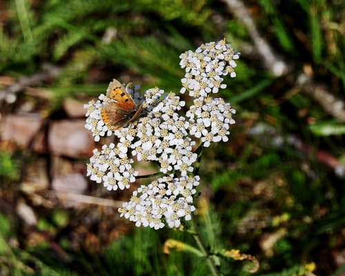 Small Copper
