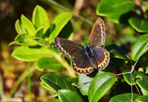 Silver-studded Blue