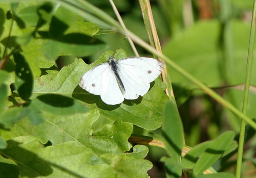 Green-veined White