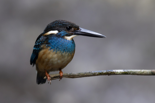 Javan Blue-banded Kingfisher