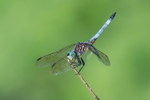 Blue Dasher