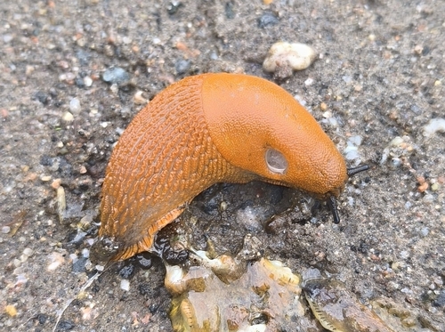 Spanish Slug