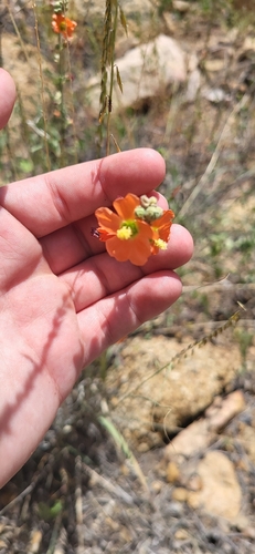 Fendler's Globemallow