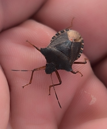 Forest Bug